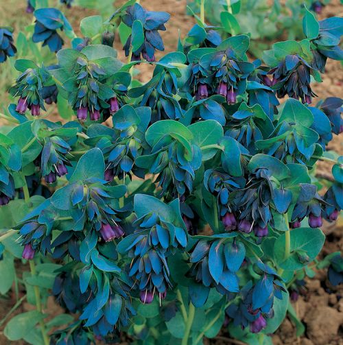 Cerinthe Major Honeywort Imported heirloom non-gmo garden seeds