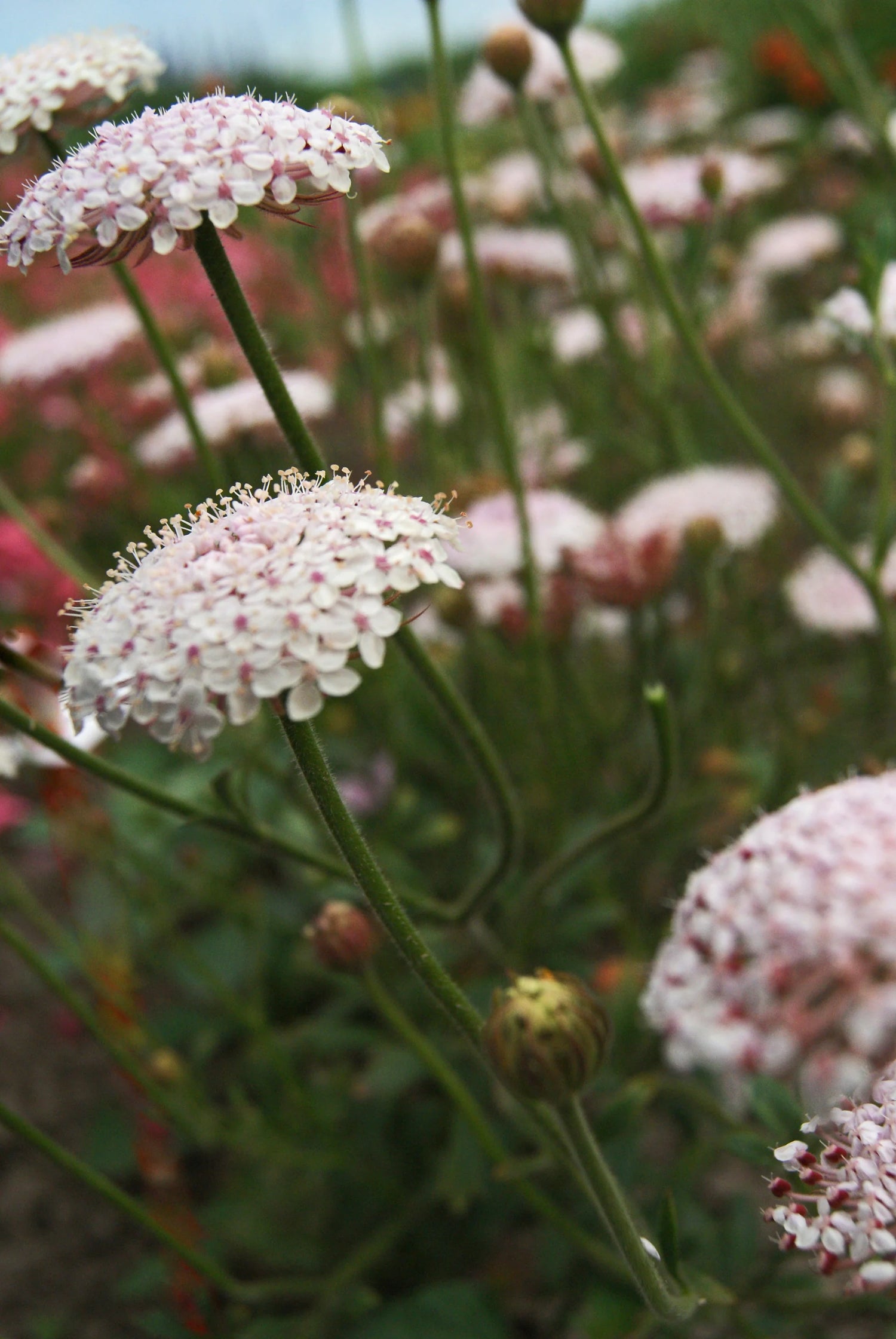 Didiscus Lacy PinkSeeds