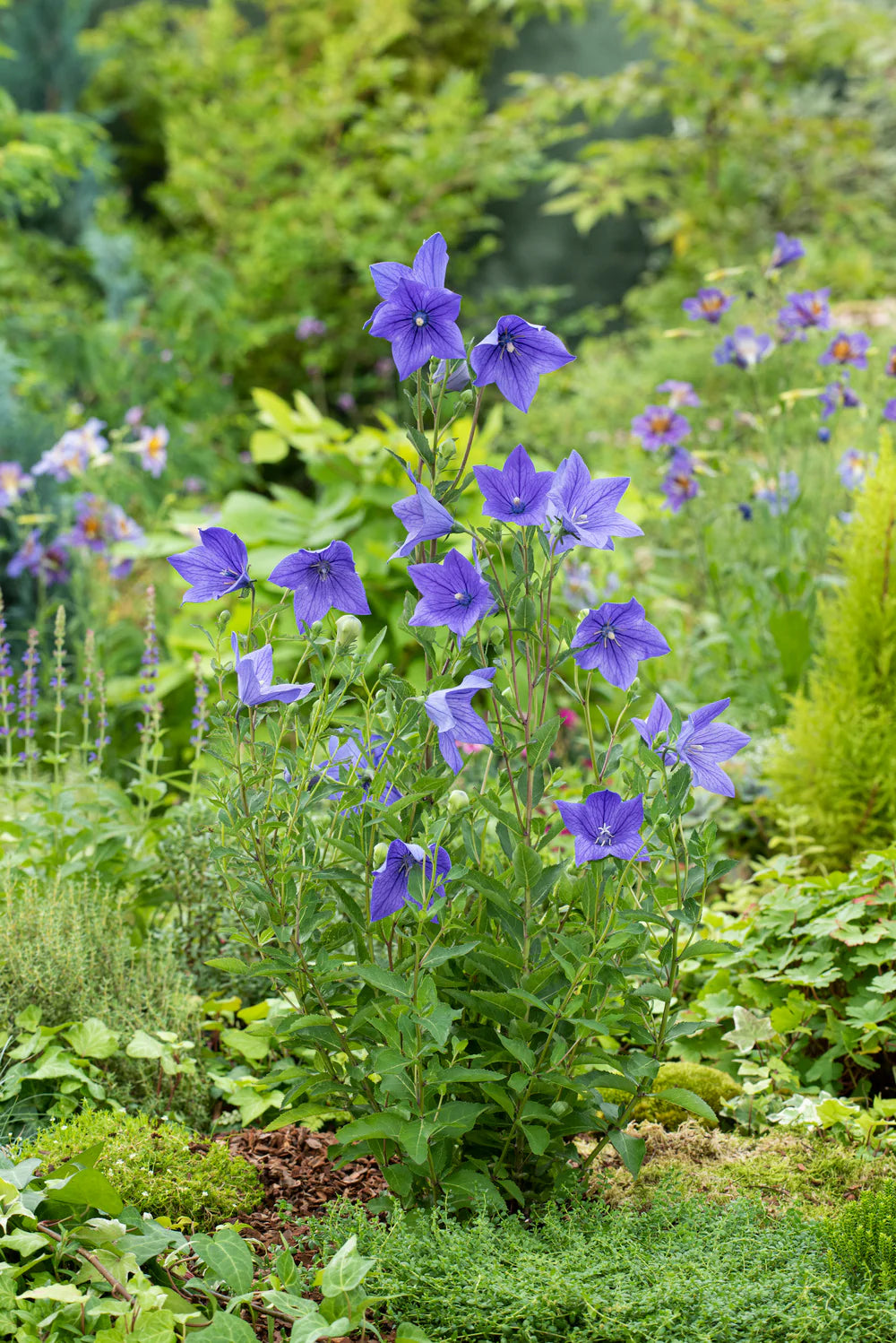 Blue Platycodon Balloon Flower Seeds