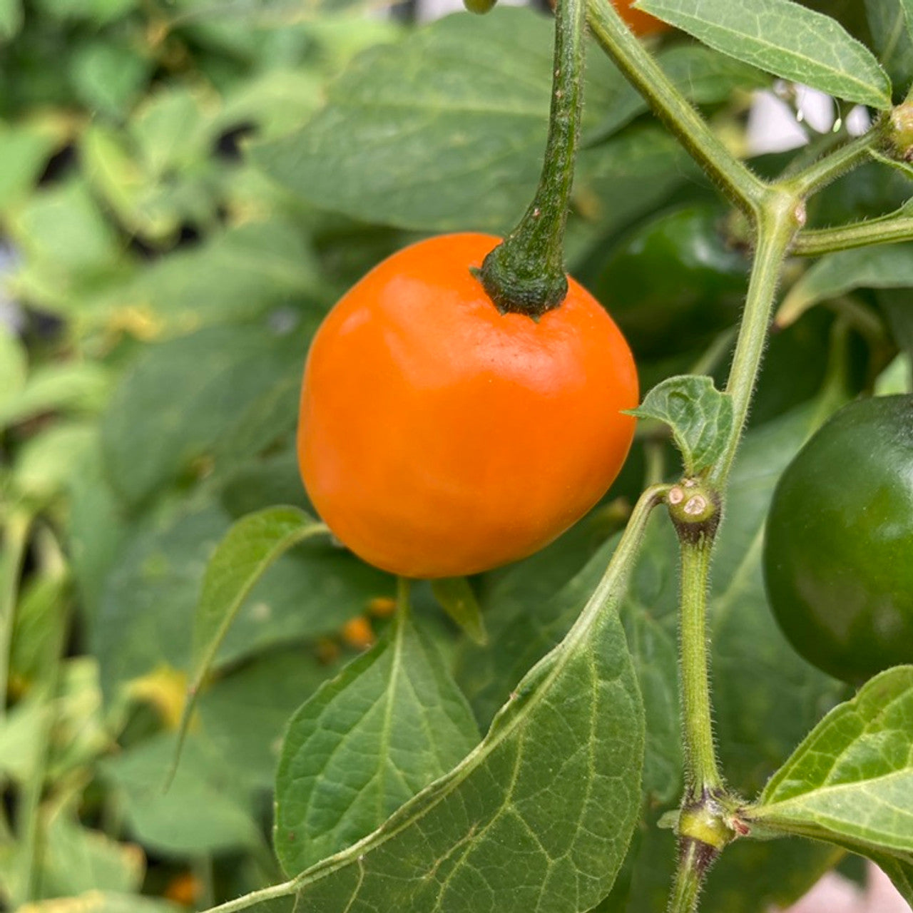 Manzano Pepper Seeds for Planting