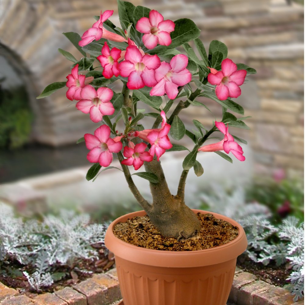 Desert Rose Adenium Obesum Schwarz Lila Weiß Flower Seeds for Planting