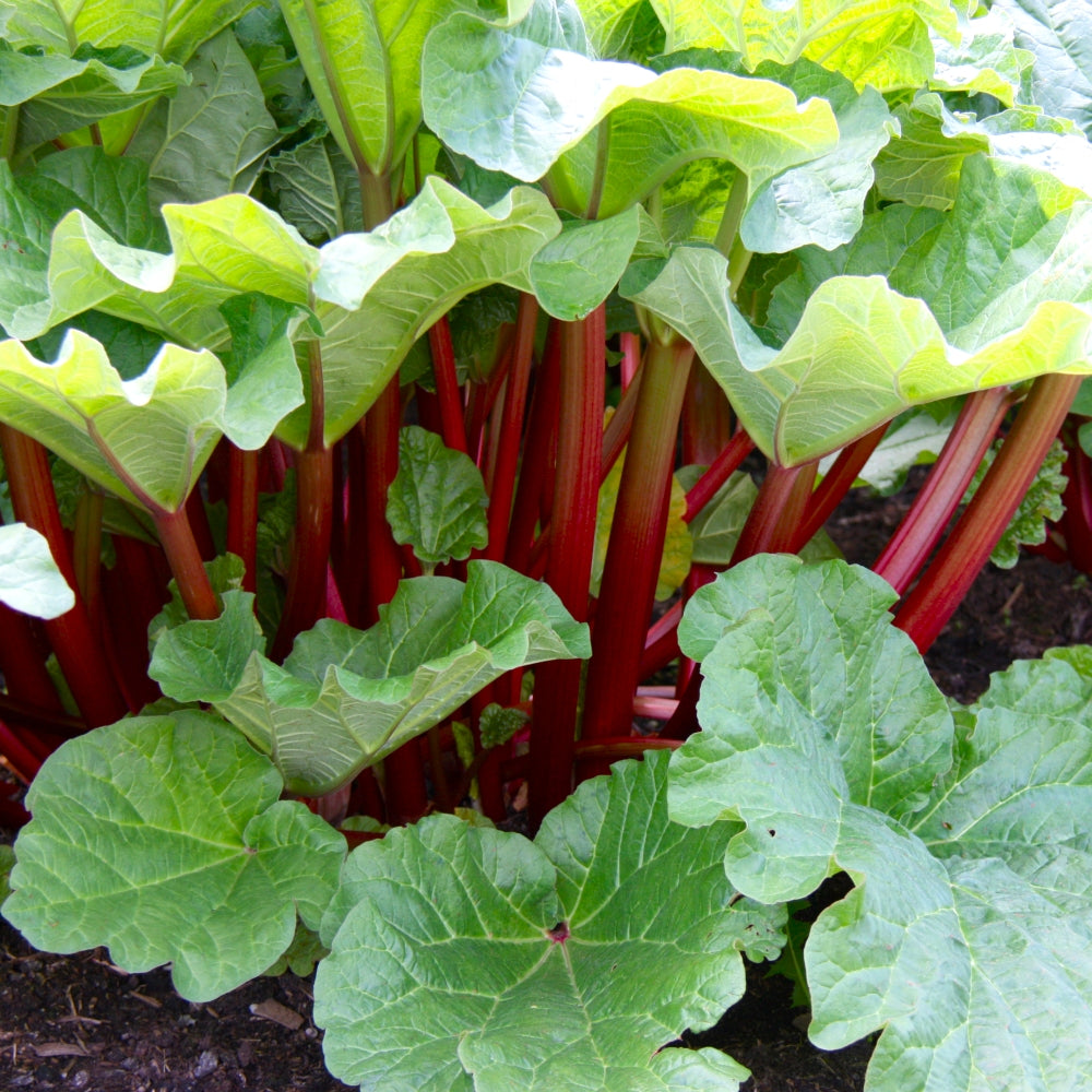 Rhubarb Seeds - Victoria