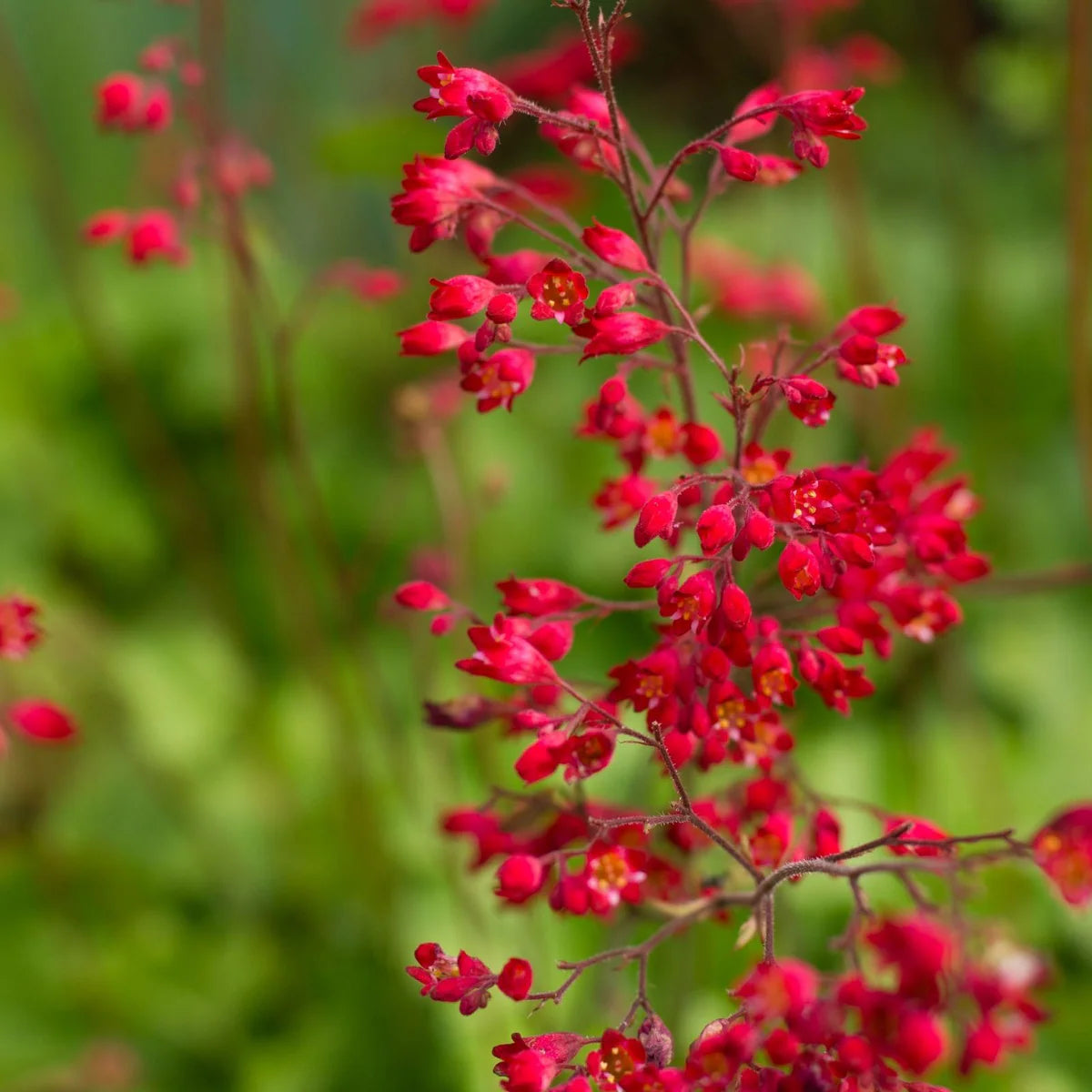 Green Heuchera Plant Seeds for Planting heirloom & Non-GMO Seeds