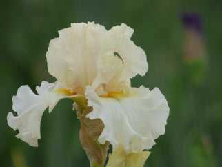 Charismatic Tall Bearded Iris