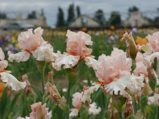 Cha Cha Cha Tall Bearded Iris