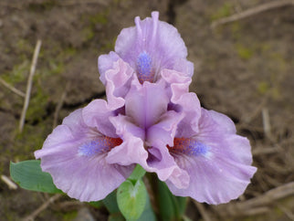 Cheery Blush Dwarf Iris