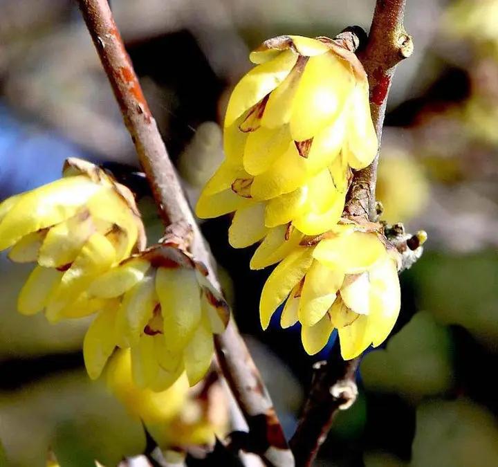 Yellow Chimonanthus Flower Seeds for Planting, NON GMO Seeds Dhara Seeds