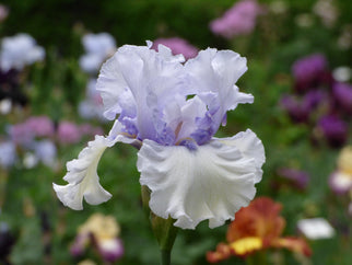 Chinook Winds Tall Bearded Iris