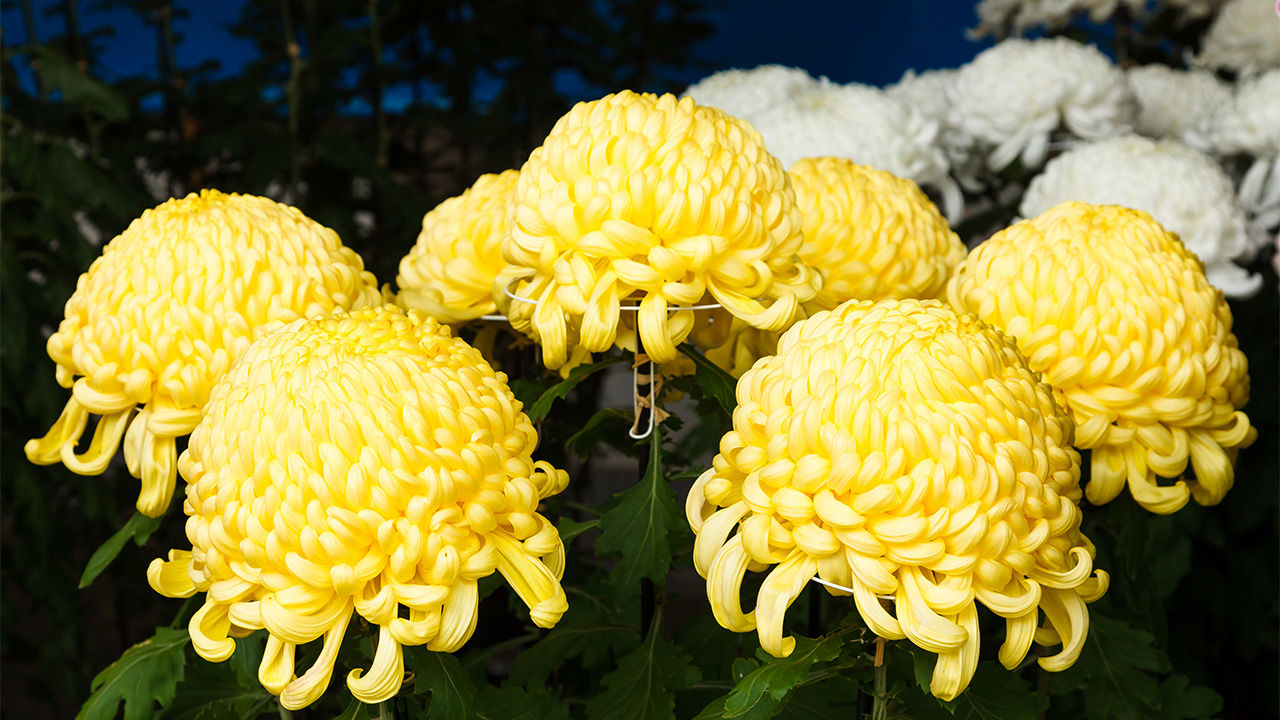 Chrysanthemum Plants