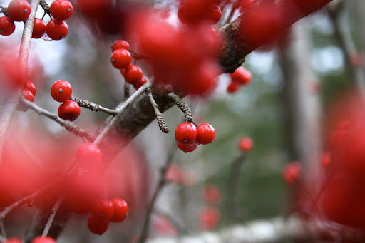 Sarvisberry – Sweet and Tangy Wild Berry