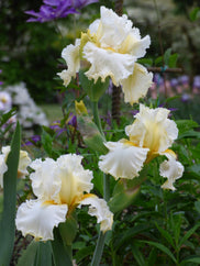 Cloud Dweller Tall Bearded Iris