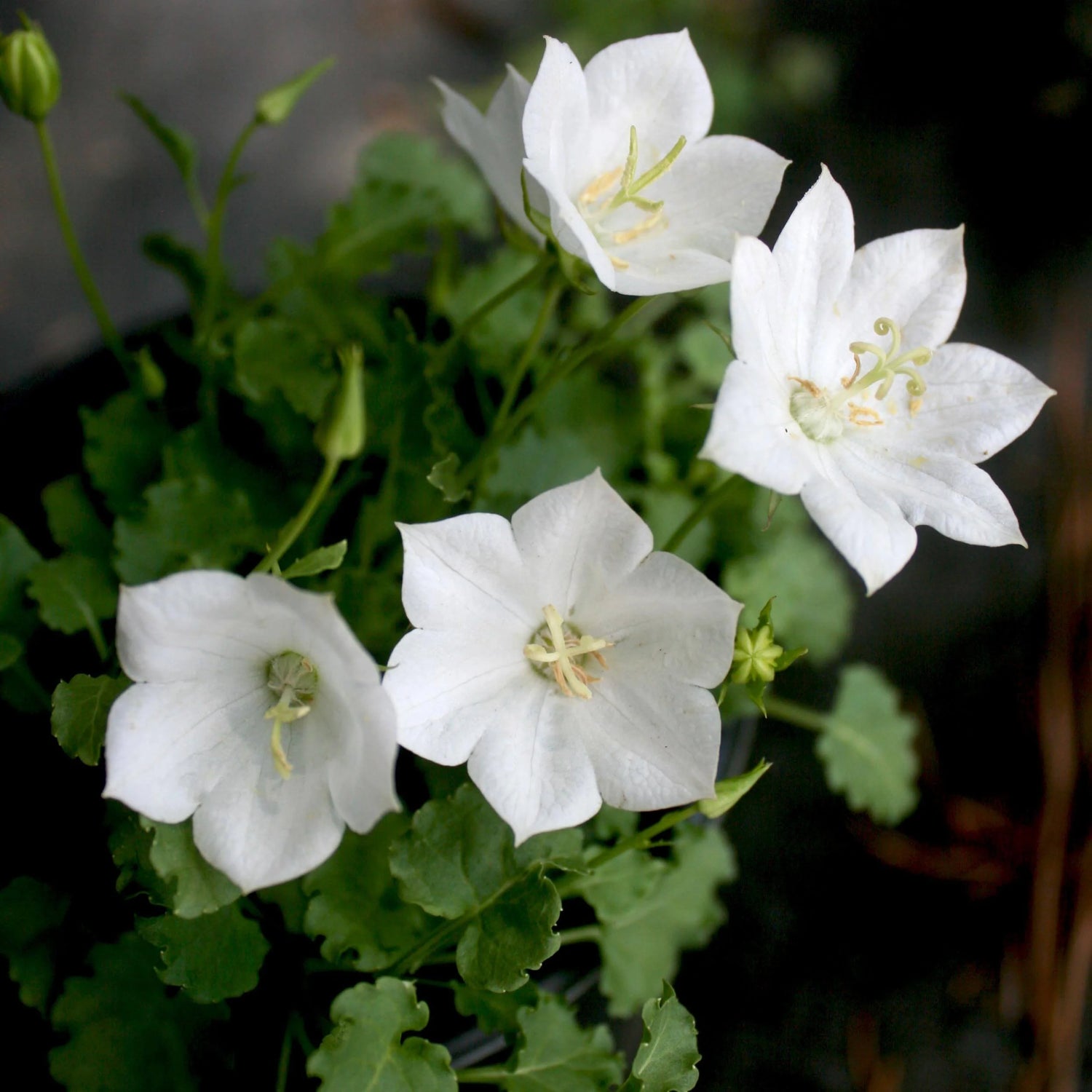 Bellflower Campanula Carpatica White Flower Seeds for Planting