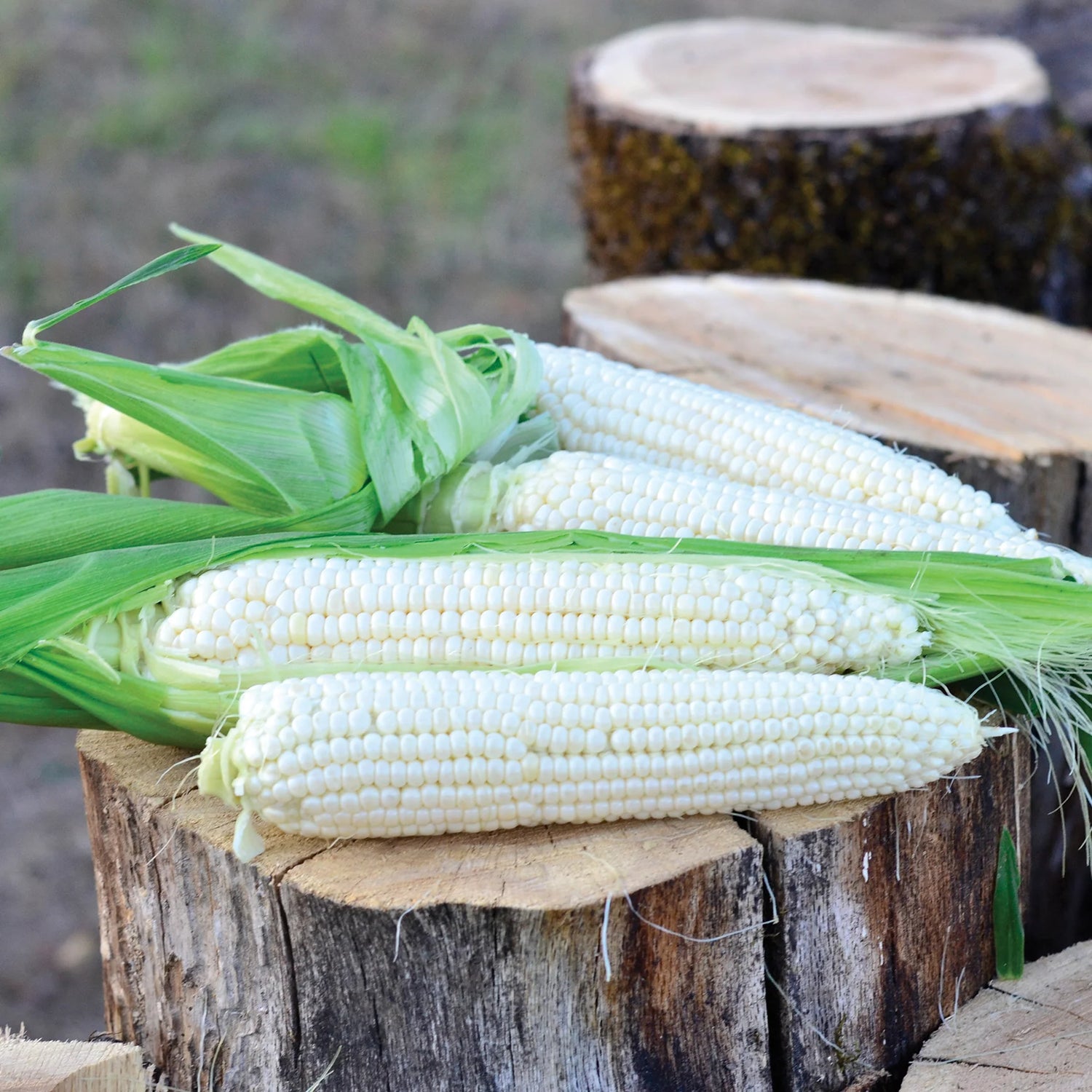 Avalon Triplesweet Corn Seeds Heirloom Non-GMO High Germination Organic Garden Seeds