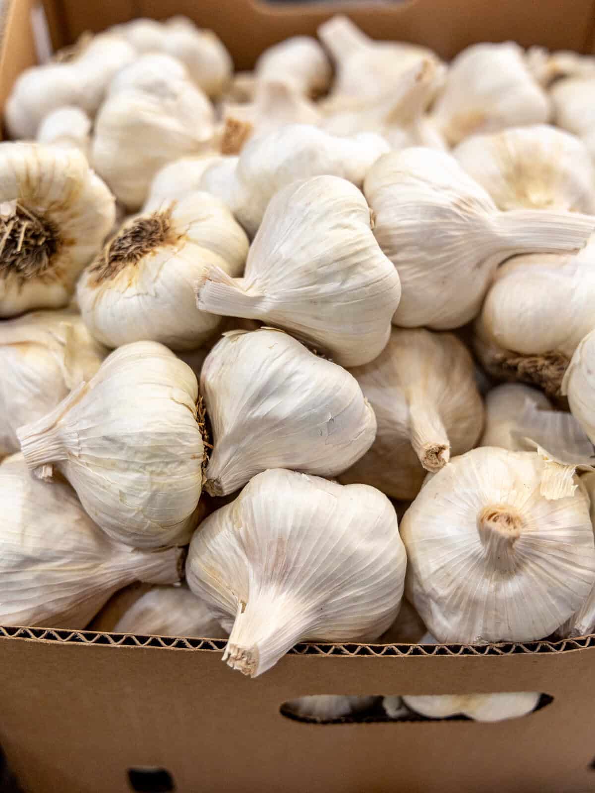 Garlic California Late Bulbs