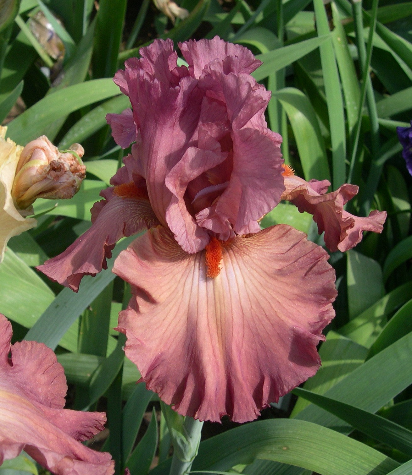 Bearded Iris - Code Red