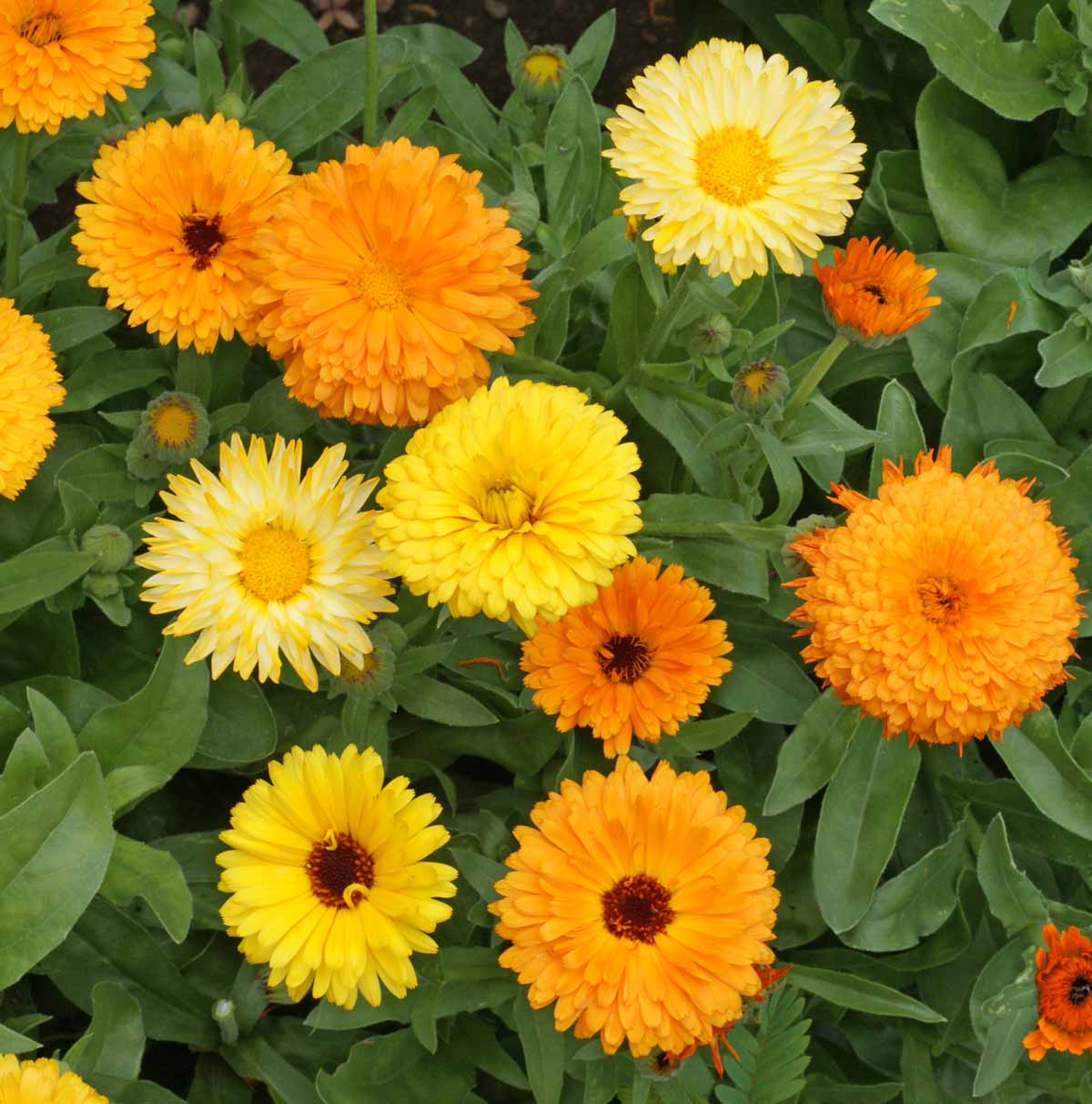 Calendula Seeds (Dwarf) - Fiesta Gitana