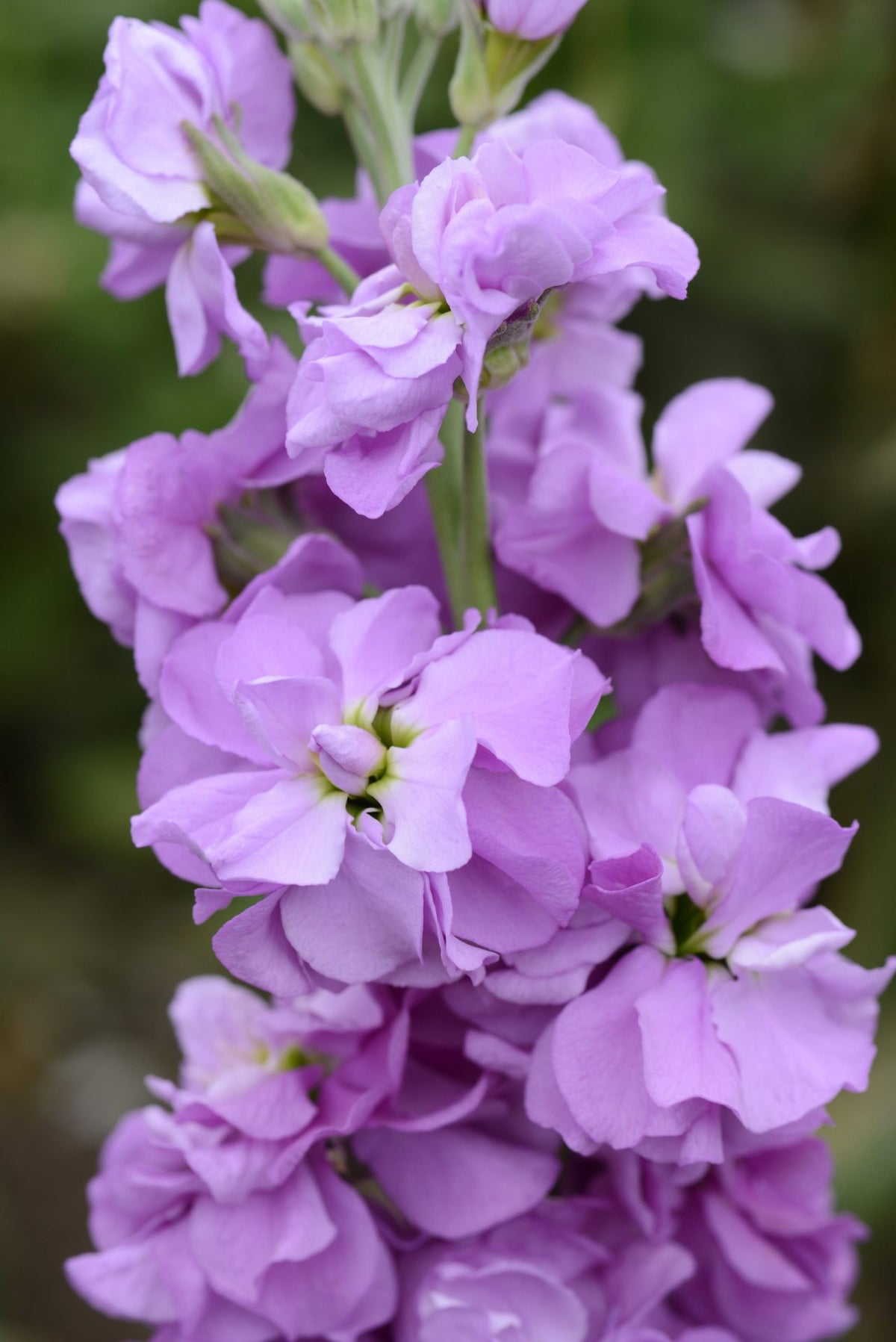 Purple Matthiola Incana Seeds – Fragrant Flower Seeds for Planting