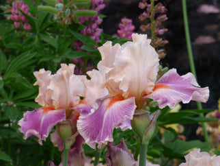 Come Away With Me Tall Bearded Iris