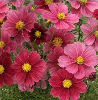 Cosmos Antiquity Imported heirloom non-gmo organic garden seeds