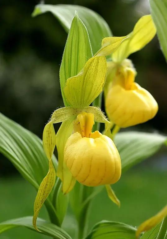 high-germination-non-gmo-cypripedium-seeds

