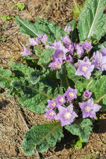 non-gmo-mandragora-autumnalis-seeds-for-garden

