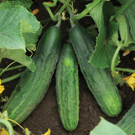 Cucumber Seeds - Patio Snacker