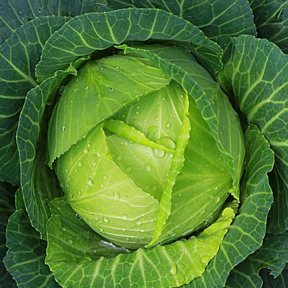Days Good Quality Hybrid Cabbage For Sowing – Heirloom, Non-GMO, High Germination Organic Garden Seeds