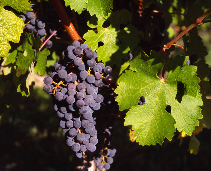 Vitis Vinifera (Common Grape Vine) – The Essential Grapevine for Wine, Table Grapes, and Raisins