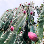 Large, beautiful white nocturnal flower of the Peruvian Apple Cactus perennial