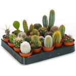 Cactus Seeds Mix packet. Buy drought-resistant cactus seeds online. Succulent starter kit.