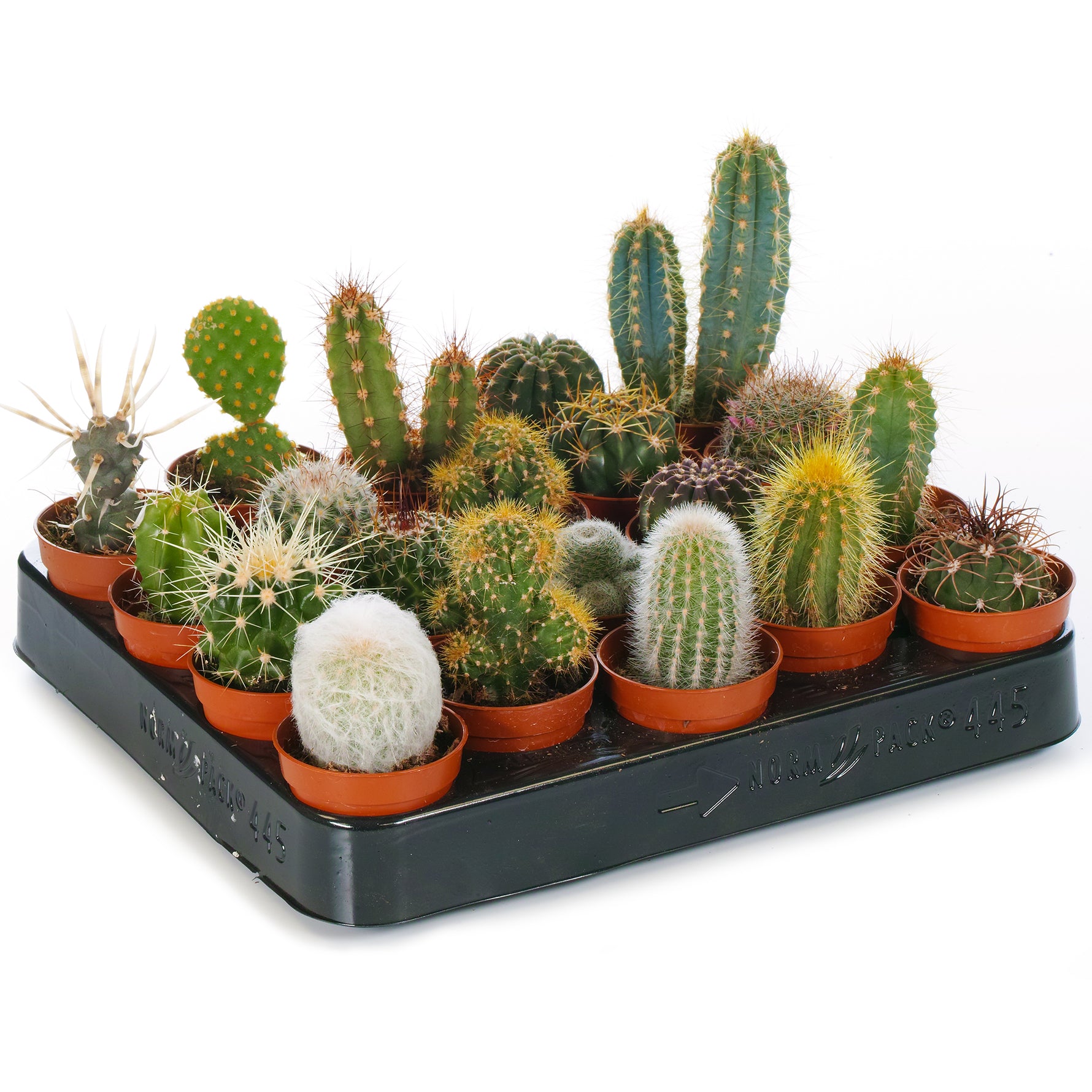 Cactus Seeds Mix packet. Buy drought-resistant cactus seeds online. Succulent starter kit.