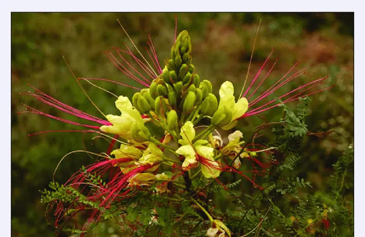 Caesalpinia Gilliesii Flower Seeds – Heirloom, Non-GMO Seeds for Planting Exotic Blooms Dhara Seeds