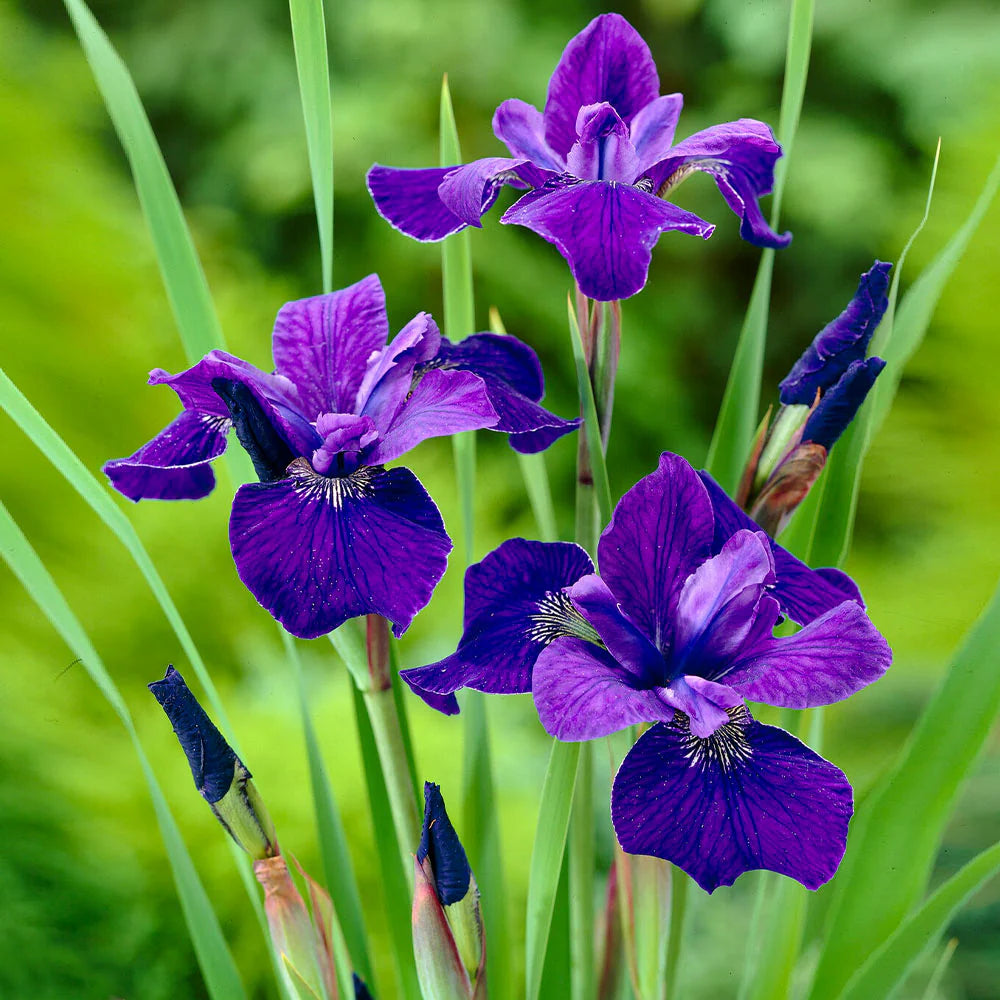 Siberian Iris Roots - Silver Edge