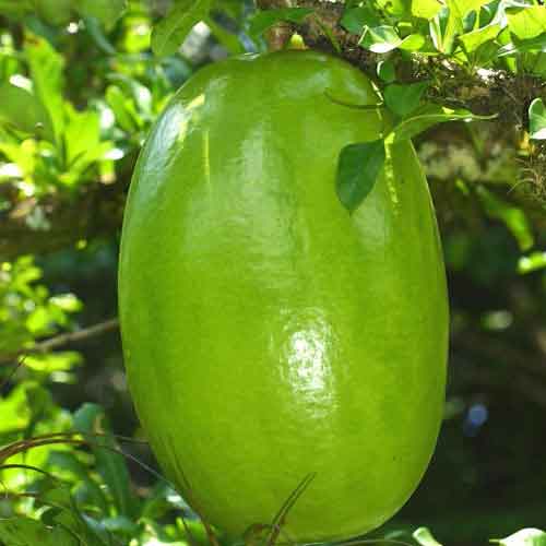 Calabash Tree Seeds (Crescentia cujete)