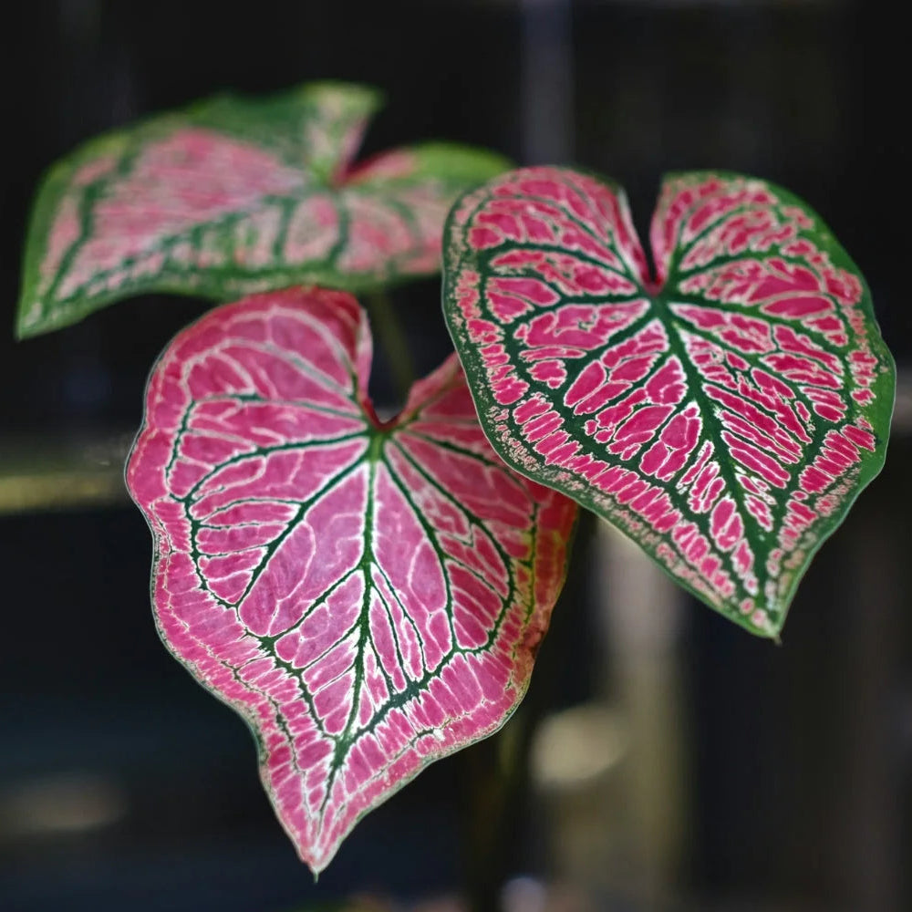 Caladium bicolor with vibrant pink and green foliage in shade. Tropical garden seeds.