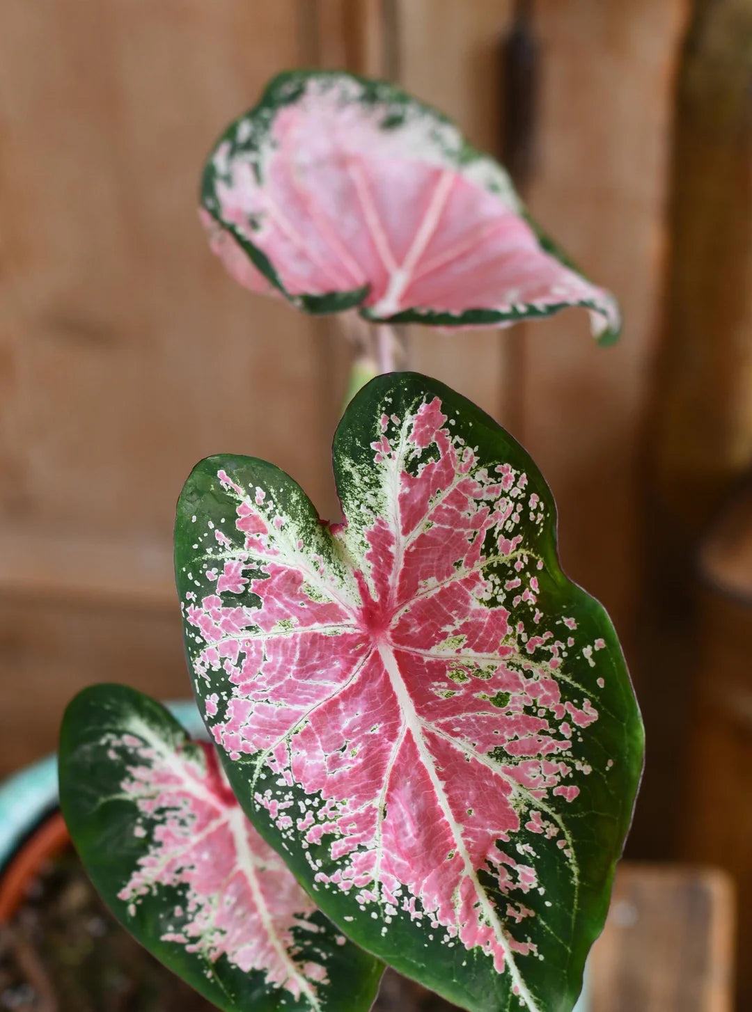 Caladium plant in a decorative container for a shaded patio. Ornamental seeds.