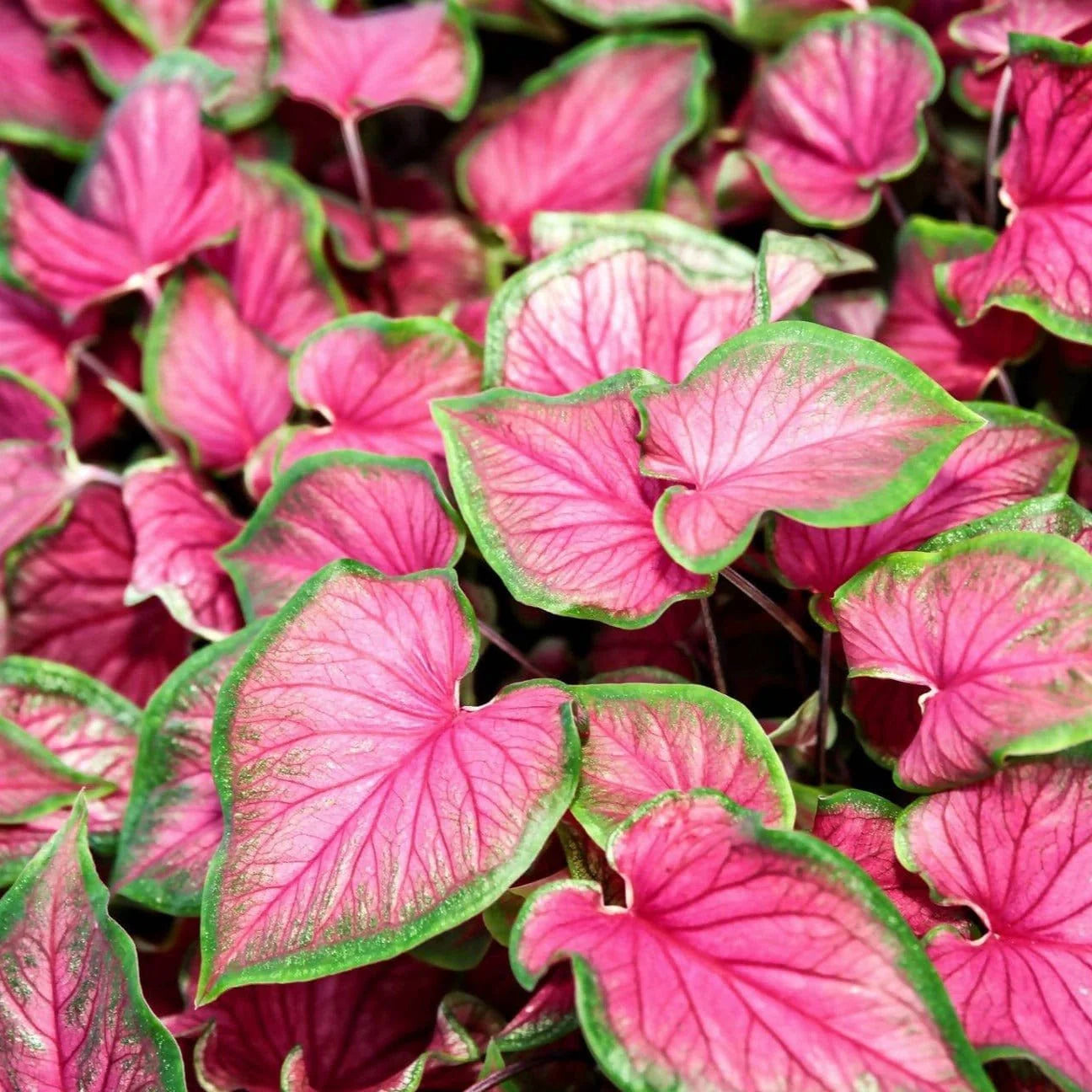 Premium Non-GMO Caladium seeds packet (Angel Wings) for planting indoor Bicolor plants.