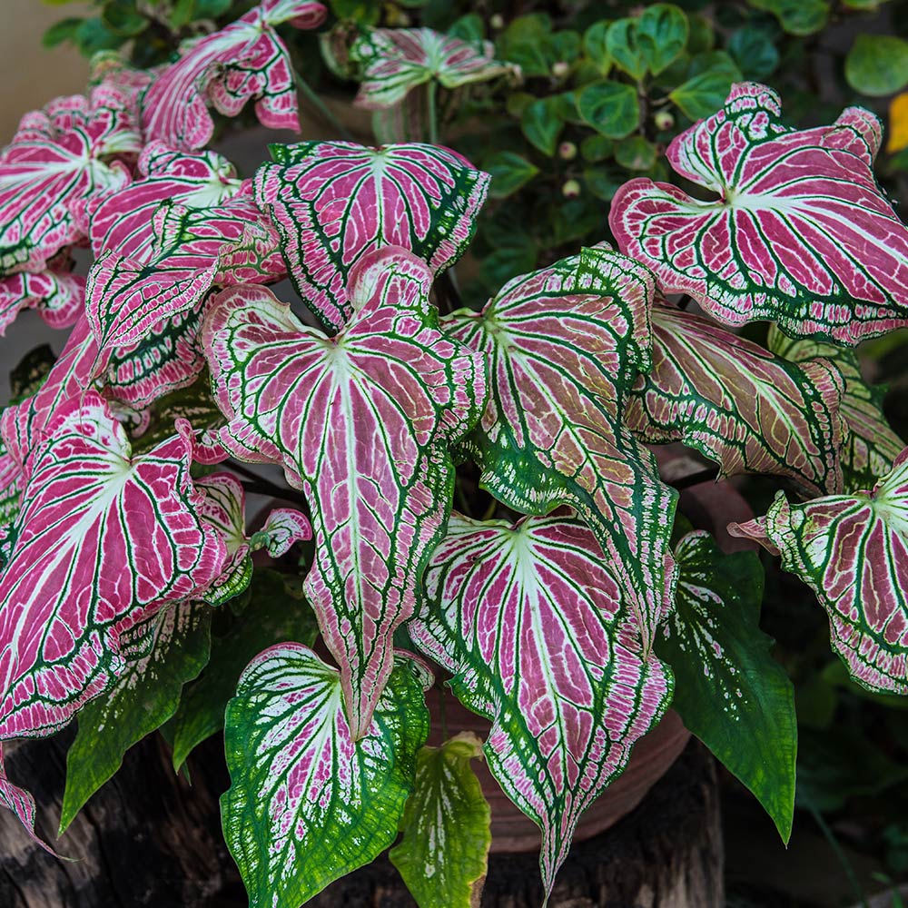 Caladium Seeds packet. Buy Caladium bicolor seeds online. Shade ornamental foliage starter.