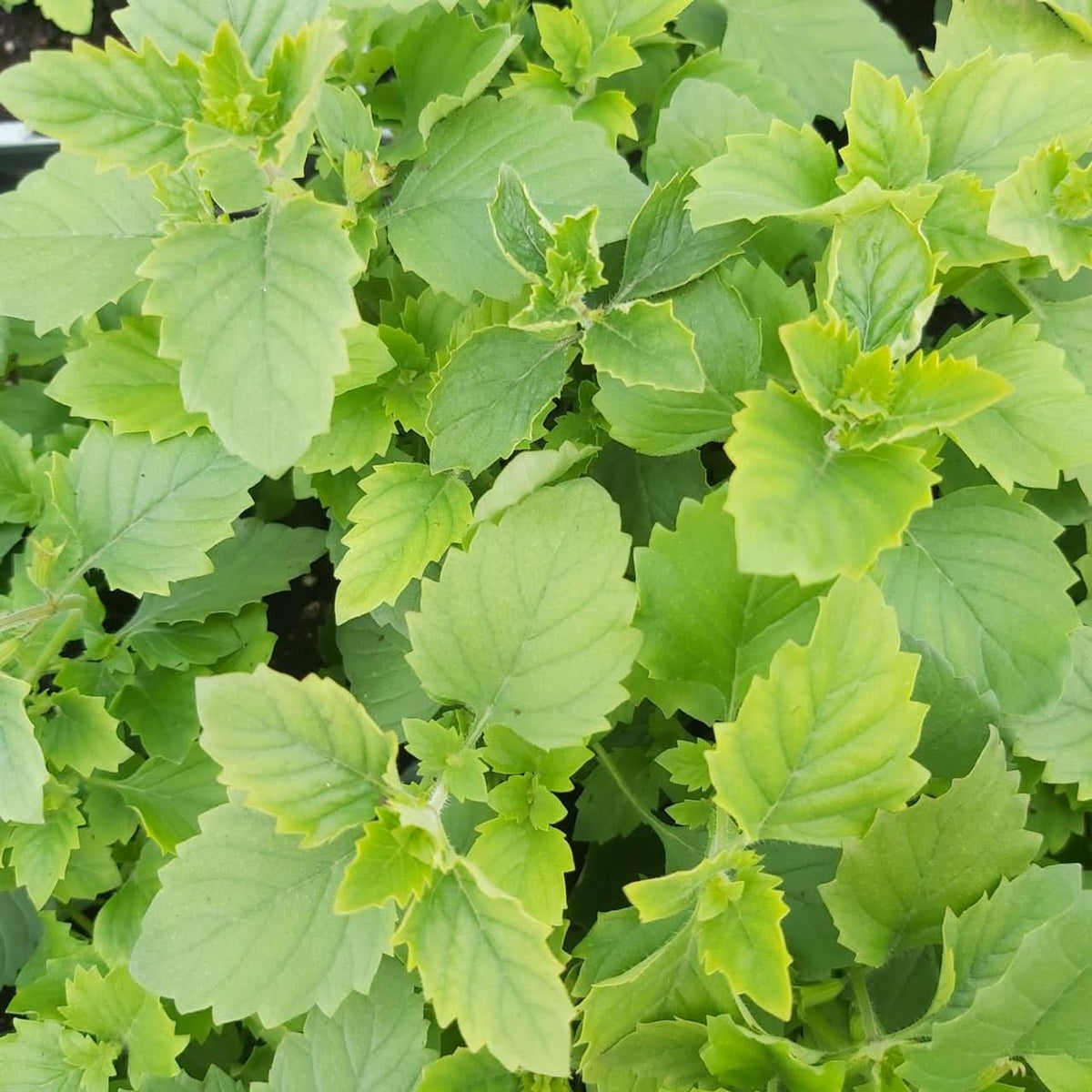 Green Calamintha Herb Plant Seeds for Planting-Garden and Kitchen Use Scientific Name Placeholder for planting in home garden