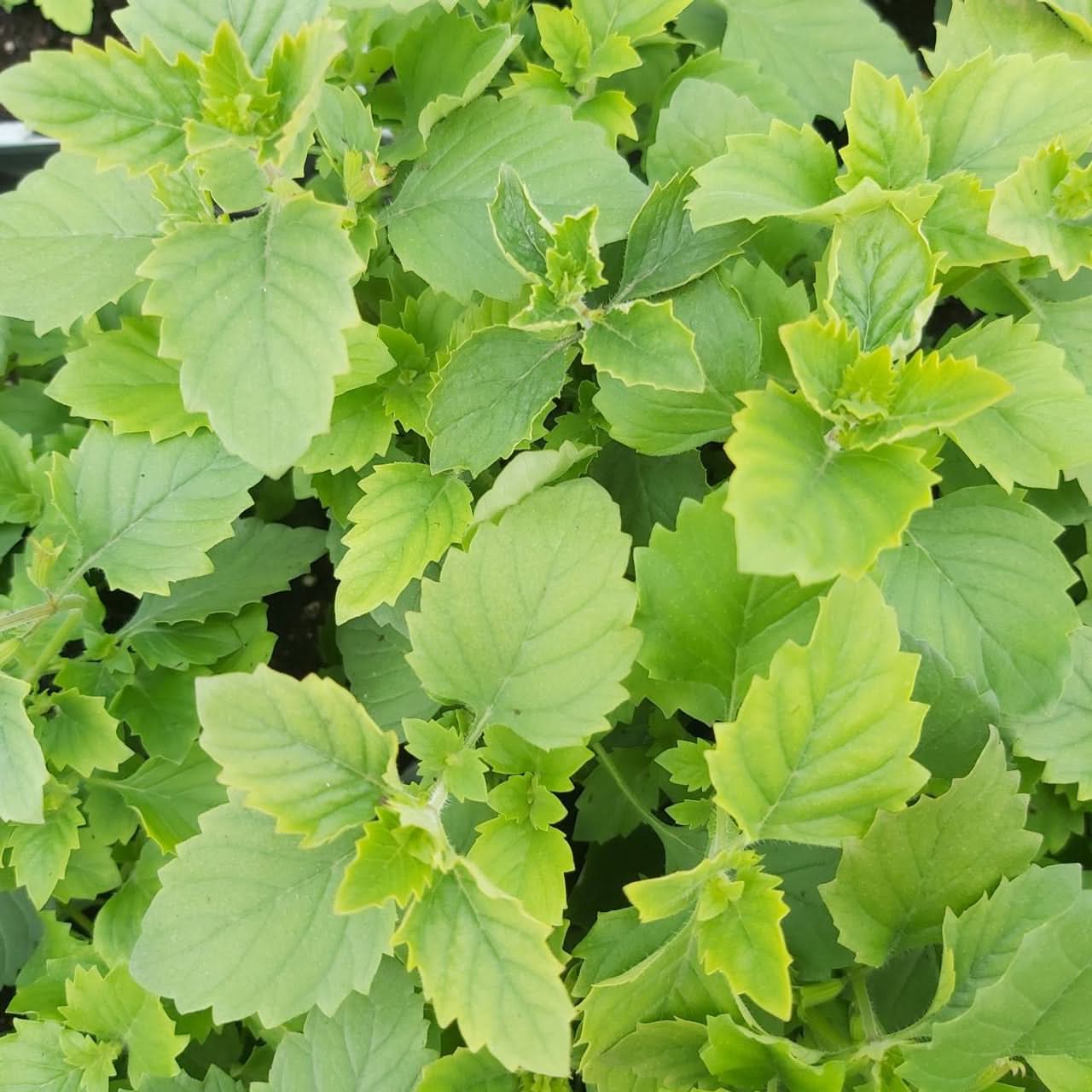 Green Calamintha Herb Plant Seeds for Planting-Garden and Kitchen Use Scientific Name Placeholder for planting in home garden