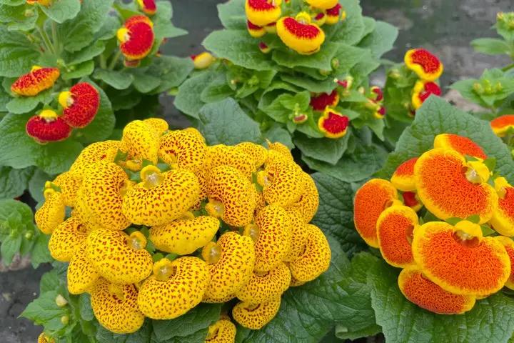 Calceolaria Zapatilla Flower Seeds for Planting, NON GMO Seeds Dhara Seeds