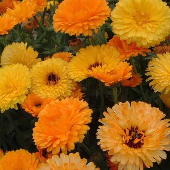Calendula Officinalis Biennial Flowers heirloom non-gmo organic garden seeds