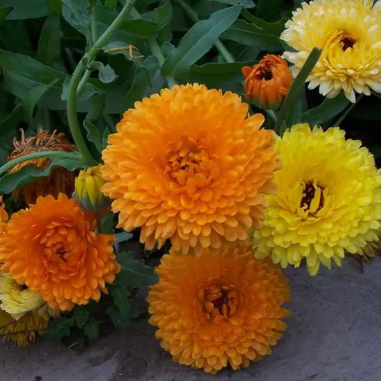 Calendula Officinalis Biennial Flowers – Heirloom, Non-GMO, High Germination Organic Garden Seeds