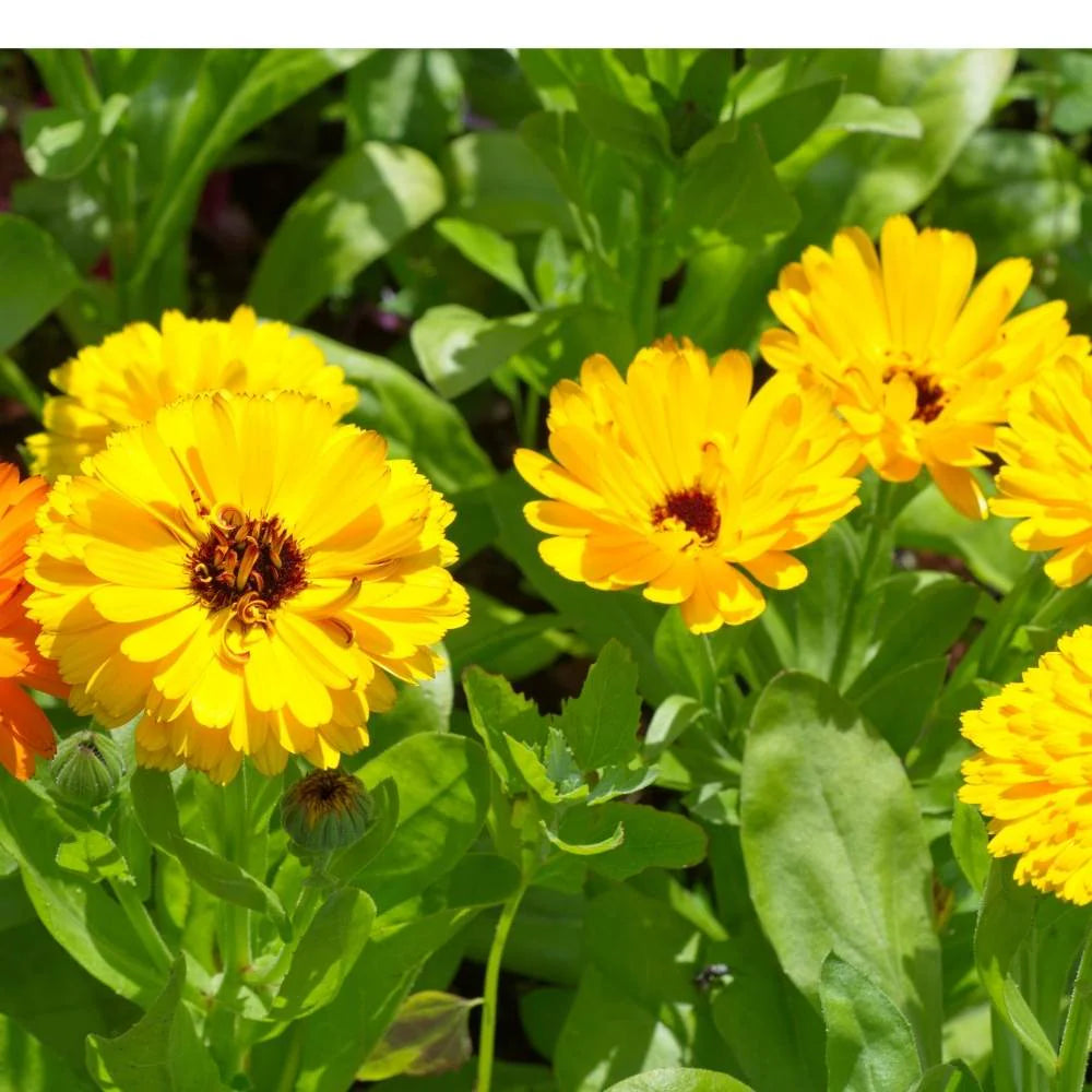 Calendula Officinalis Yellow Flowering Seeds For Planting