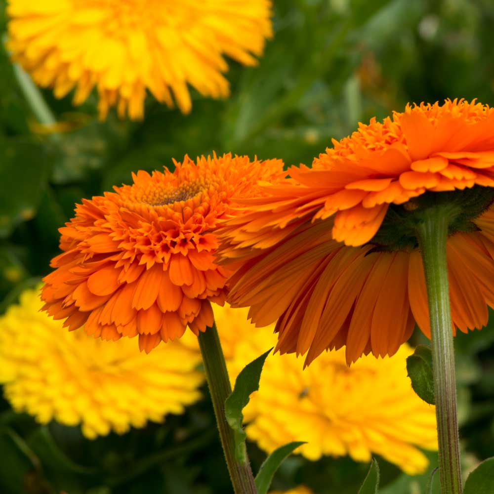 Calendula Seeds - Pacific Beauty Orange