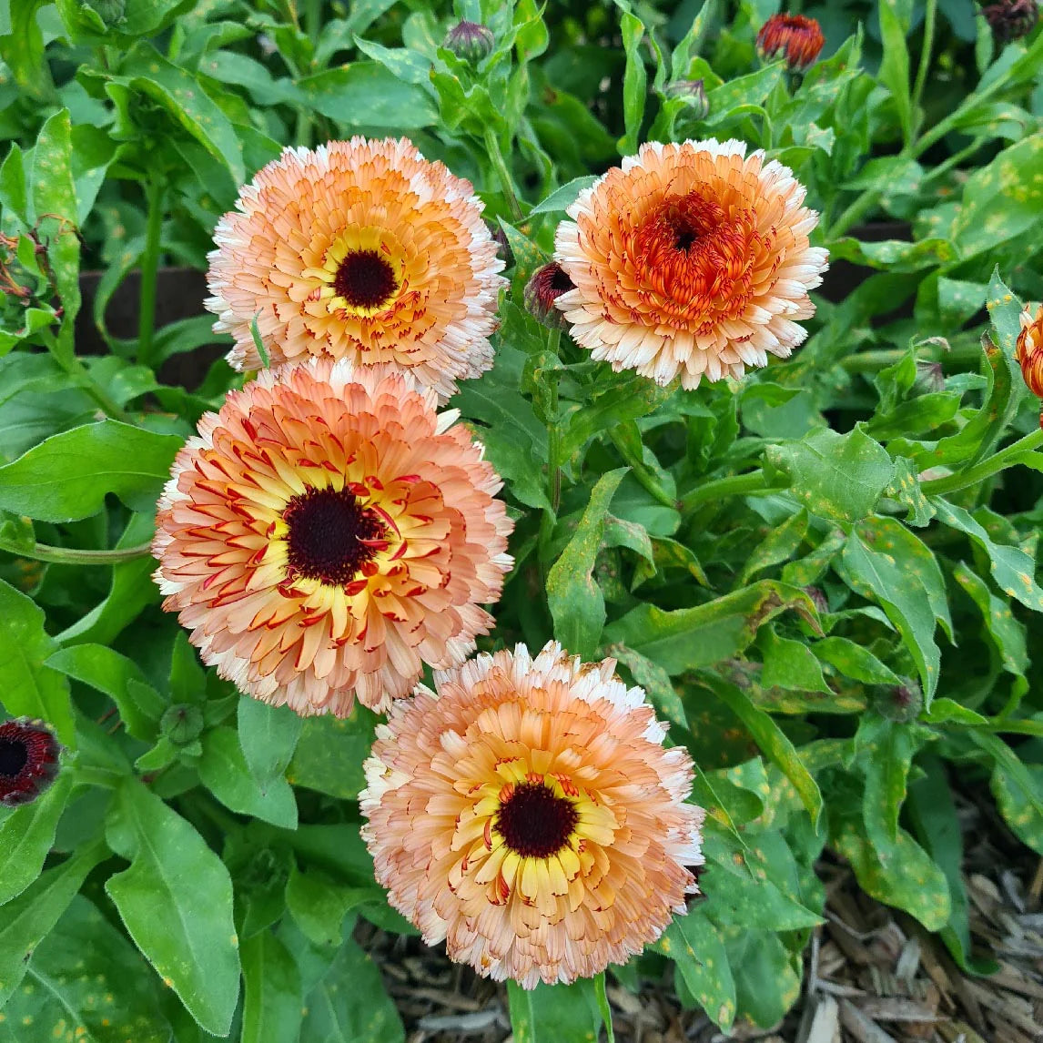 Calendula Seeds - Pink Surprise