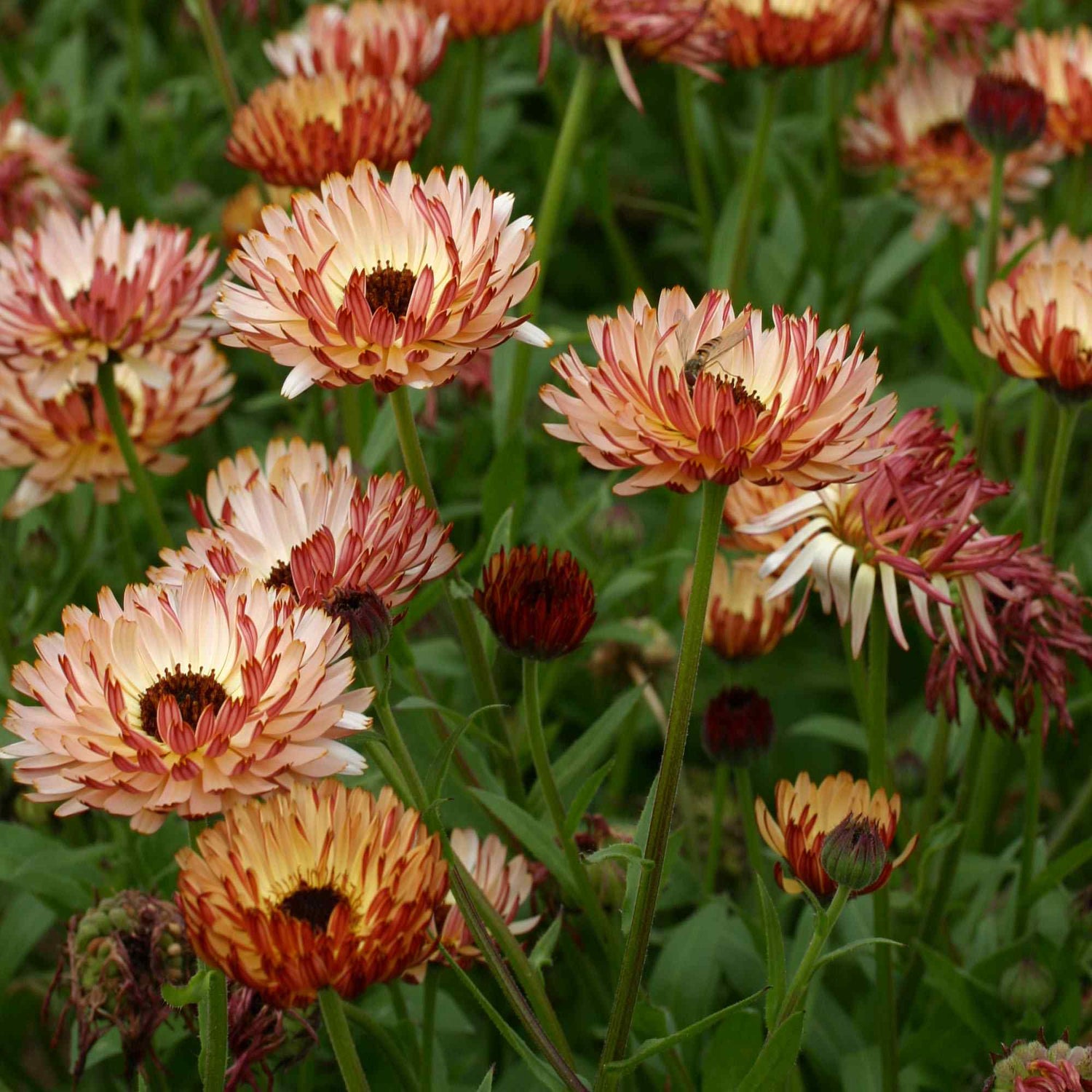 Calendula Bronzed Beauty Medicinal Flower Seeds