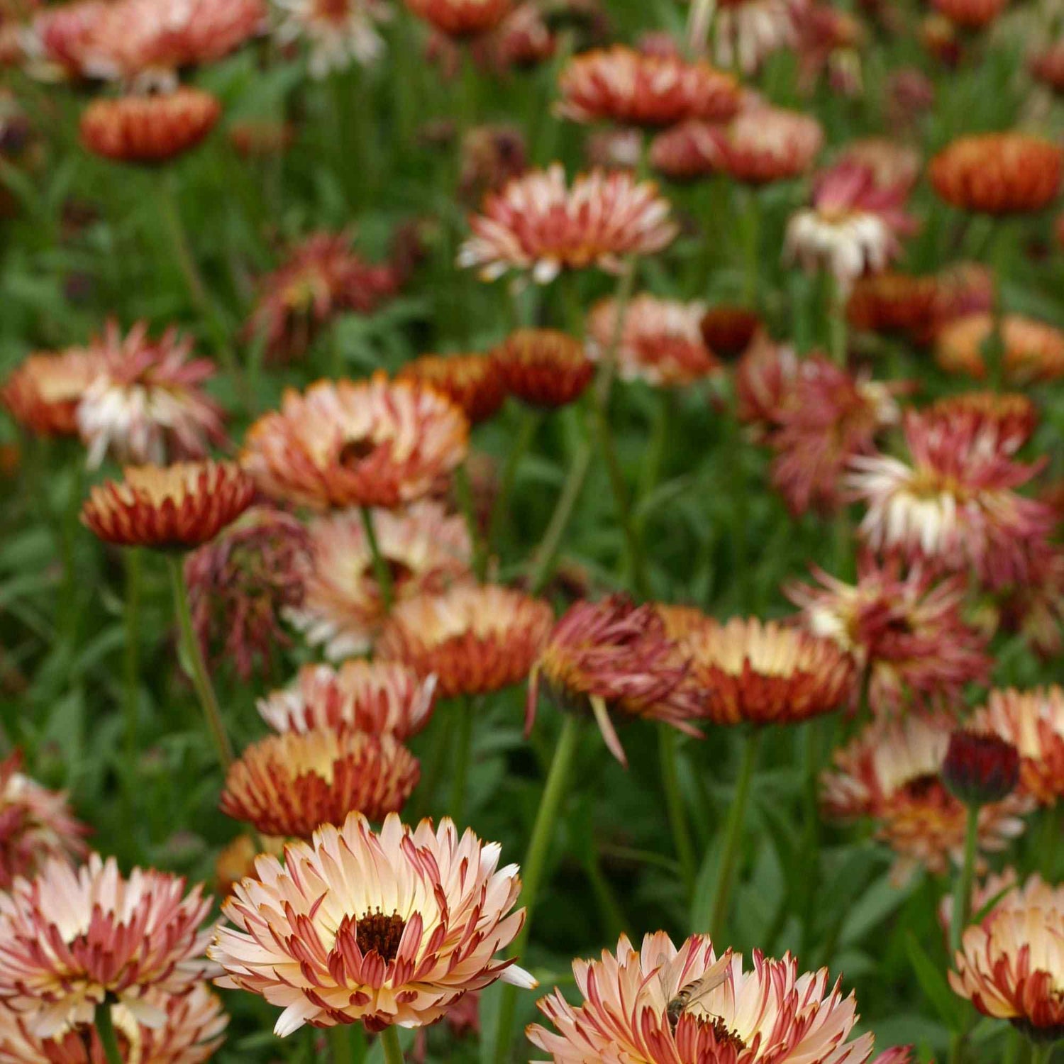 Calendula Bronzed Beauty Medicinal Flower Seeds