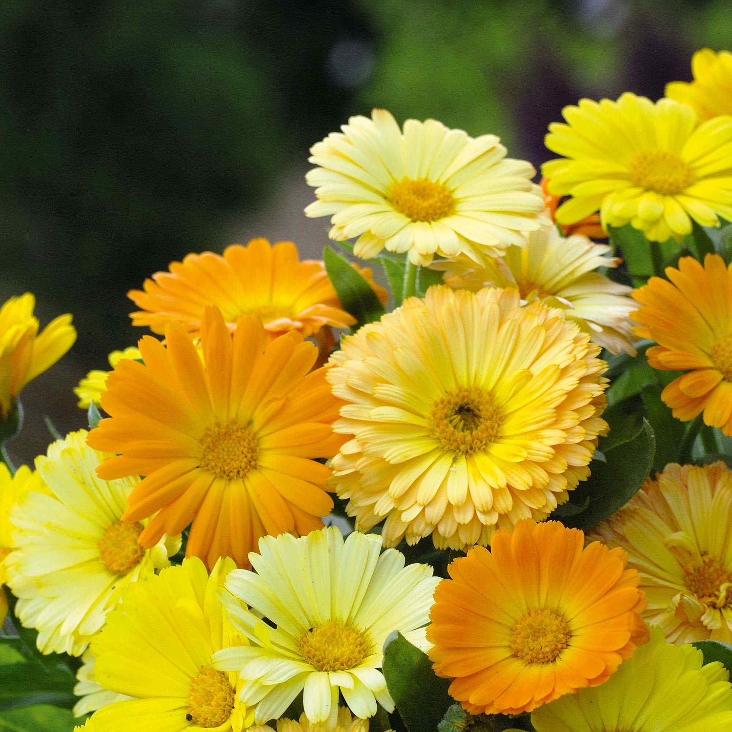 Calendula Fruit Twist Vibrant Bloom Flower Seeds