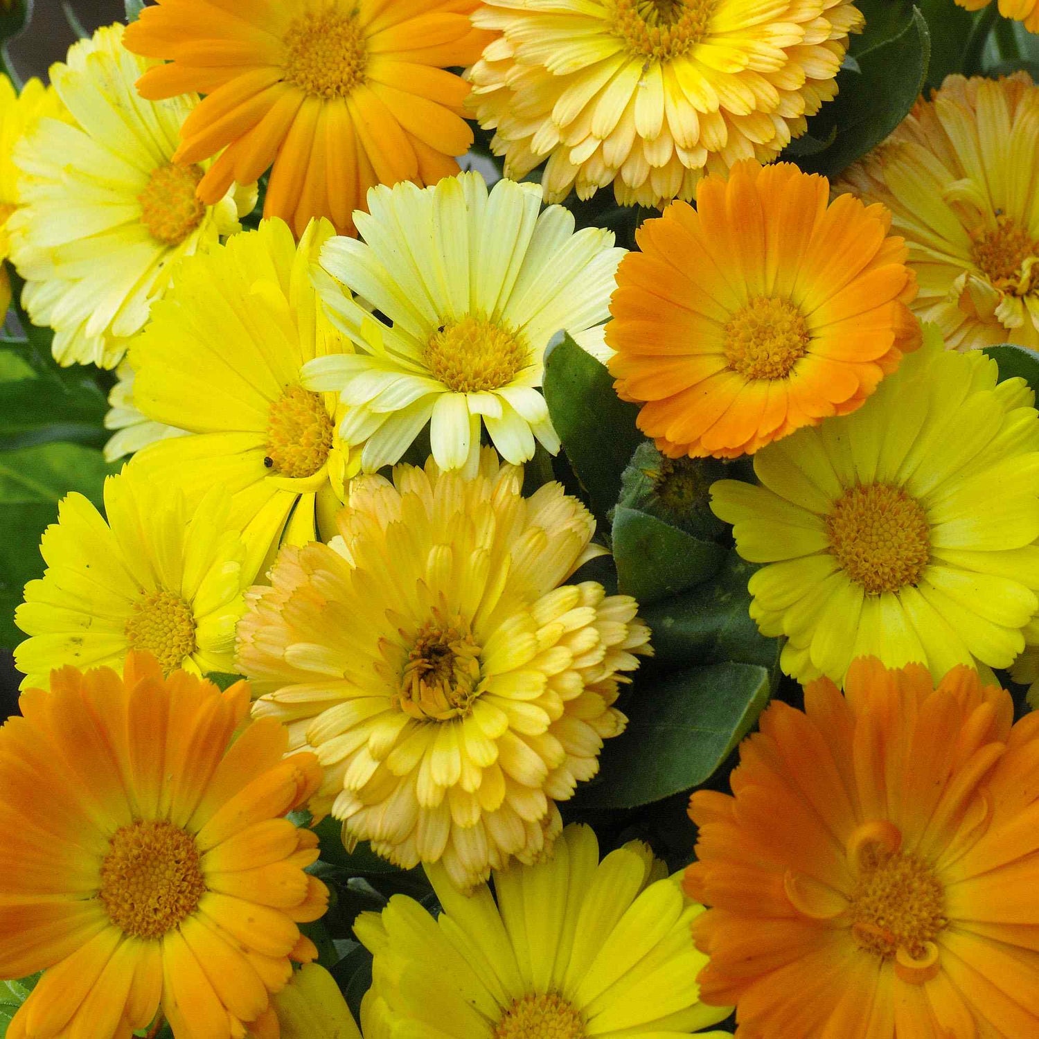 Calendula Fruit Twist Vibrant Bloom Flower Seeds